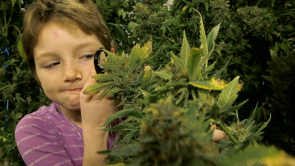 kids to take medical cannabis